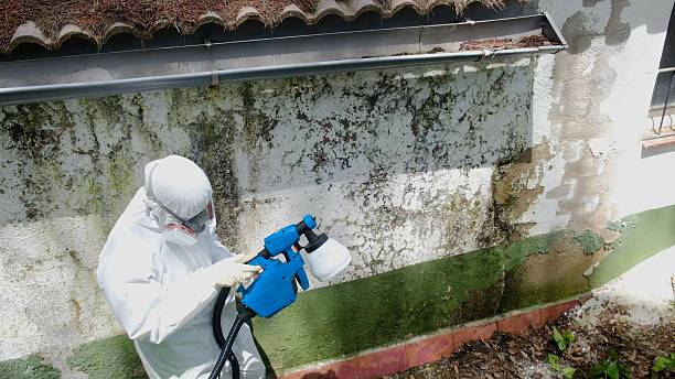 Top rated local Crawl Space Mold Remediation specialists in Bridgman, MI